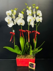 4 Dallı Phalaenopsis İthal Beyaz Orkide
