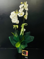 Çift Dallı Şahane İthal Phalaenopsis Orkide Sevgiliye