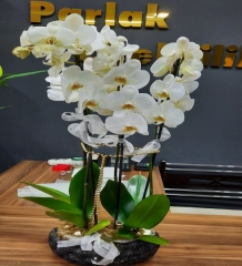 Tasarım 4 dallı Beyaz Orkide