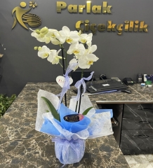 Çift Dallı Beyaz Orkide Mavi süs